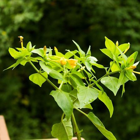 B&B Da Thais Un Piacevole Relax 的里雅斯特 外观 照片